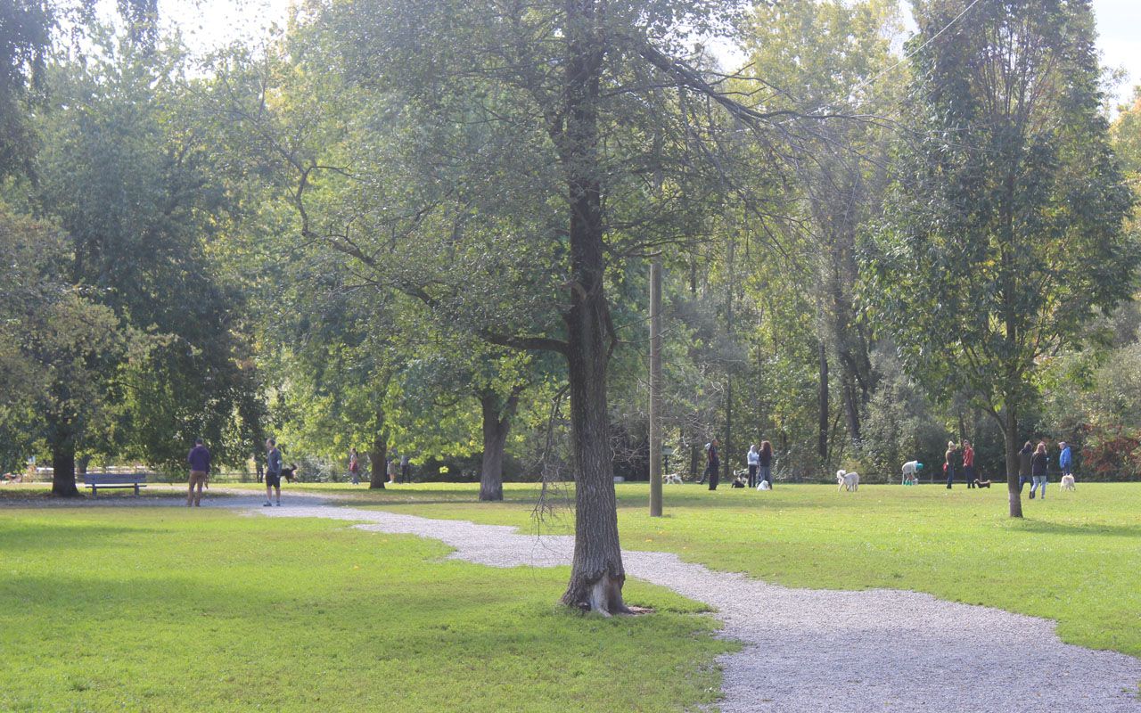 OffLeash Areas in Toronto to Bring Your Dog to Lost in Toronto