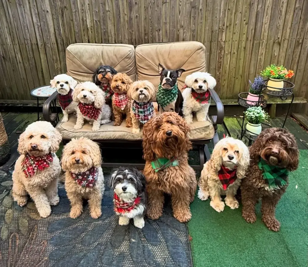 Fluffy Paws Pet Care in Toronto