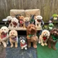 Fluffy Paws Pet Care in Toronto