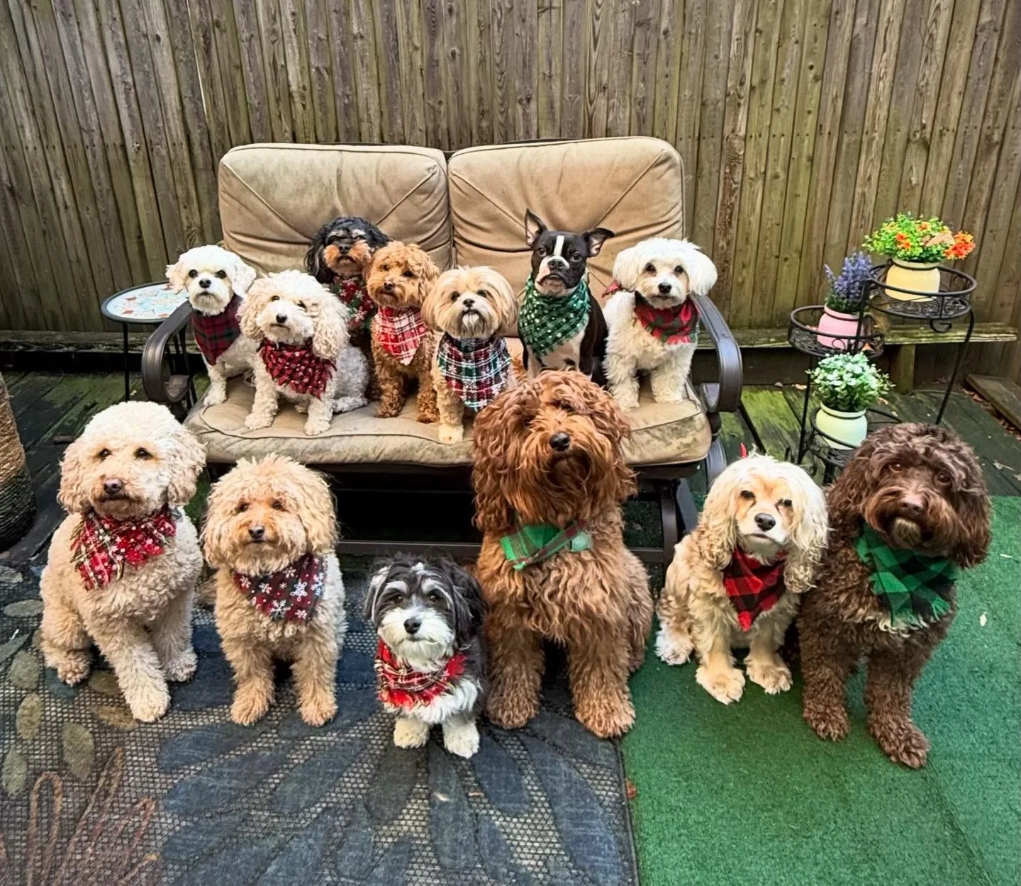 Fluffy Paws Pet Care in Toronto