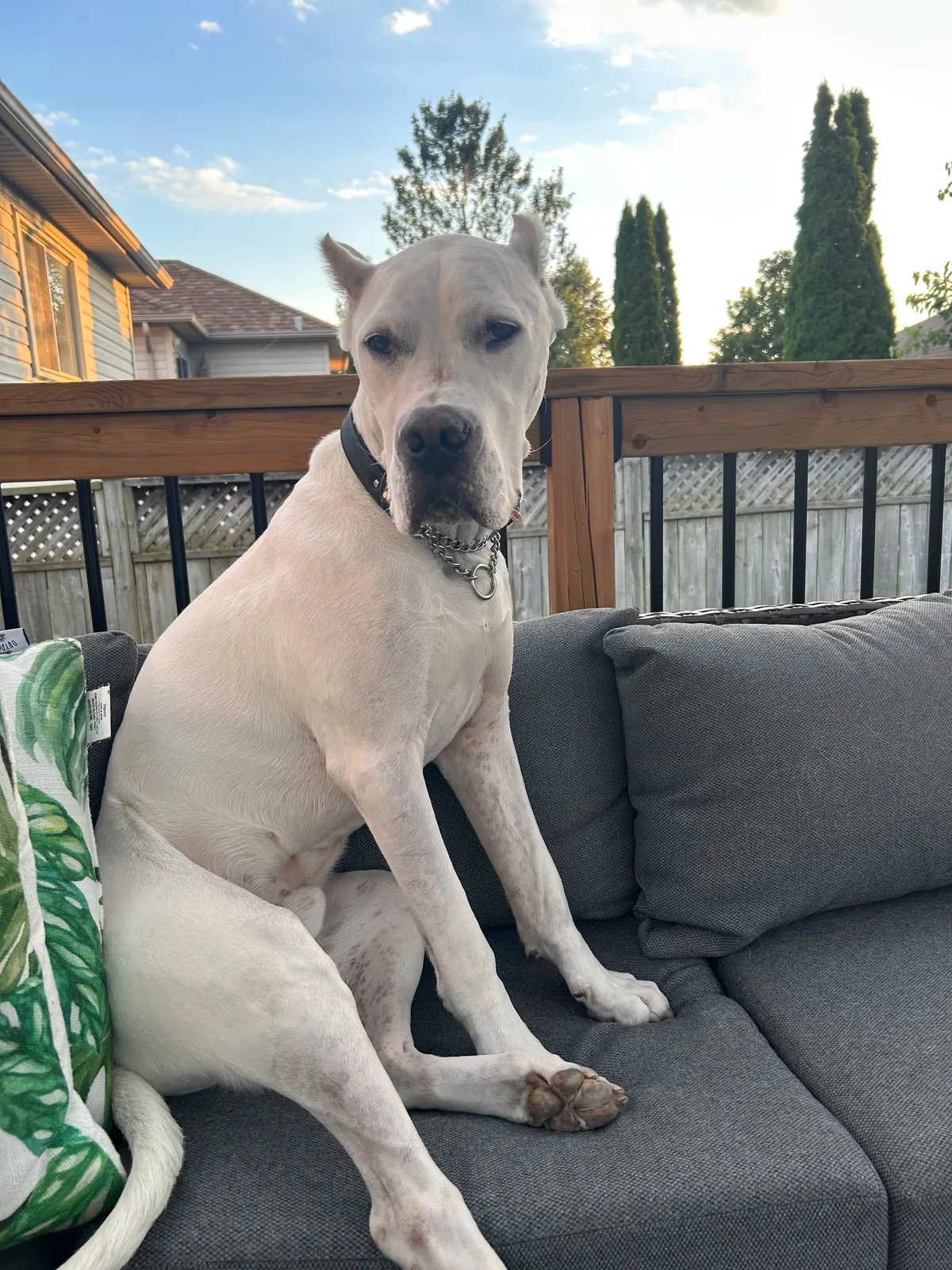 Kahu Animal Hospital in Toronto