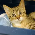 Toronto Animal Services North Shelter in Toronto