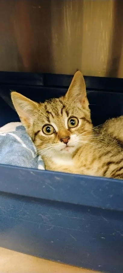Toronto Animal Services North Shelter in Toronto