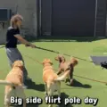 Petopia Dog Boarding in Toronto
