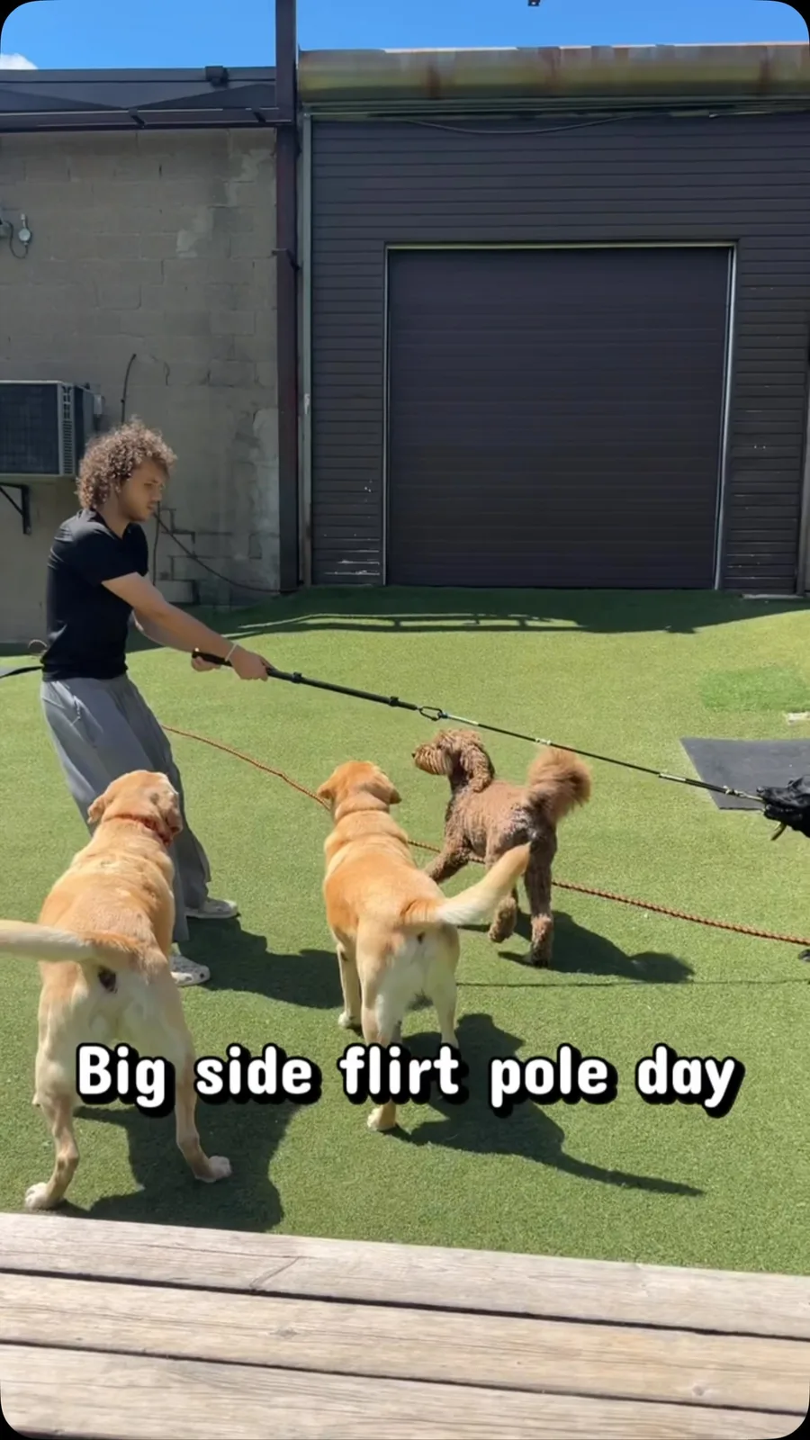 Petopia Dog Boarding in Toronto