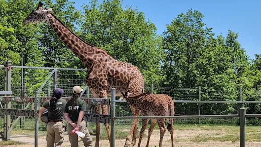Toronto Zoo in Toronto