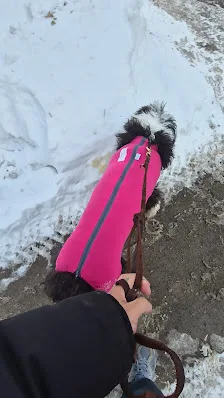 A real scene at East End Vets in Toronto