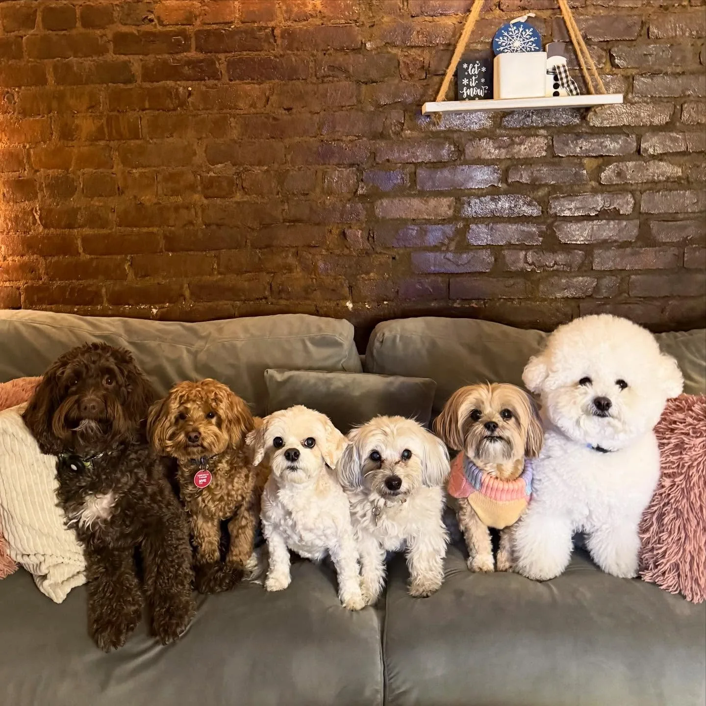 A real scene at Fluffy Paws Pet Care in Toronto