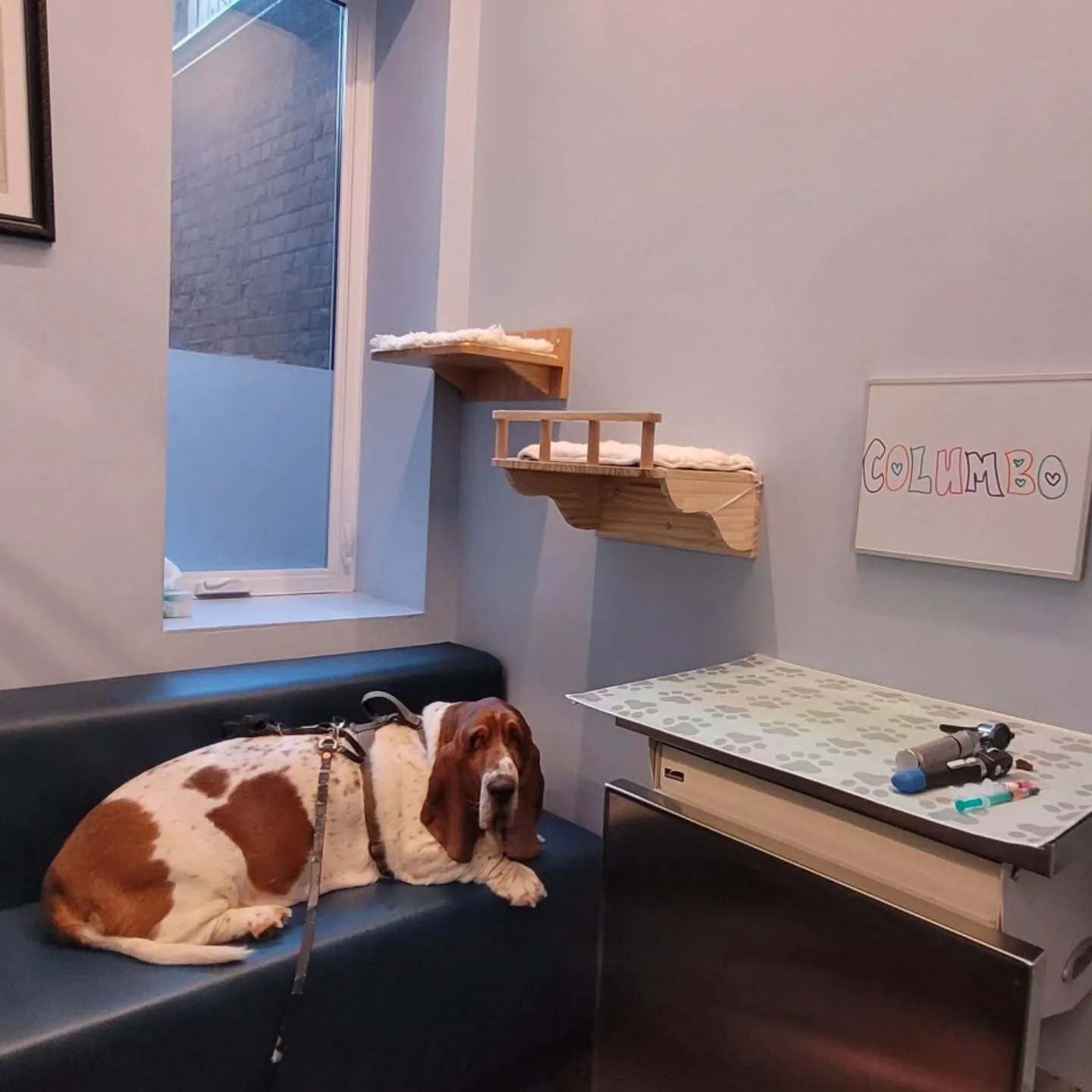 A real scene at Jameson Queen Animal Hospital in Toronto
