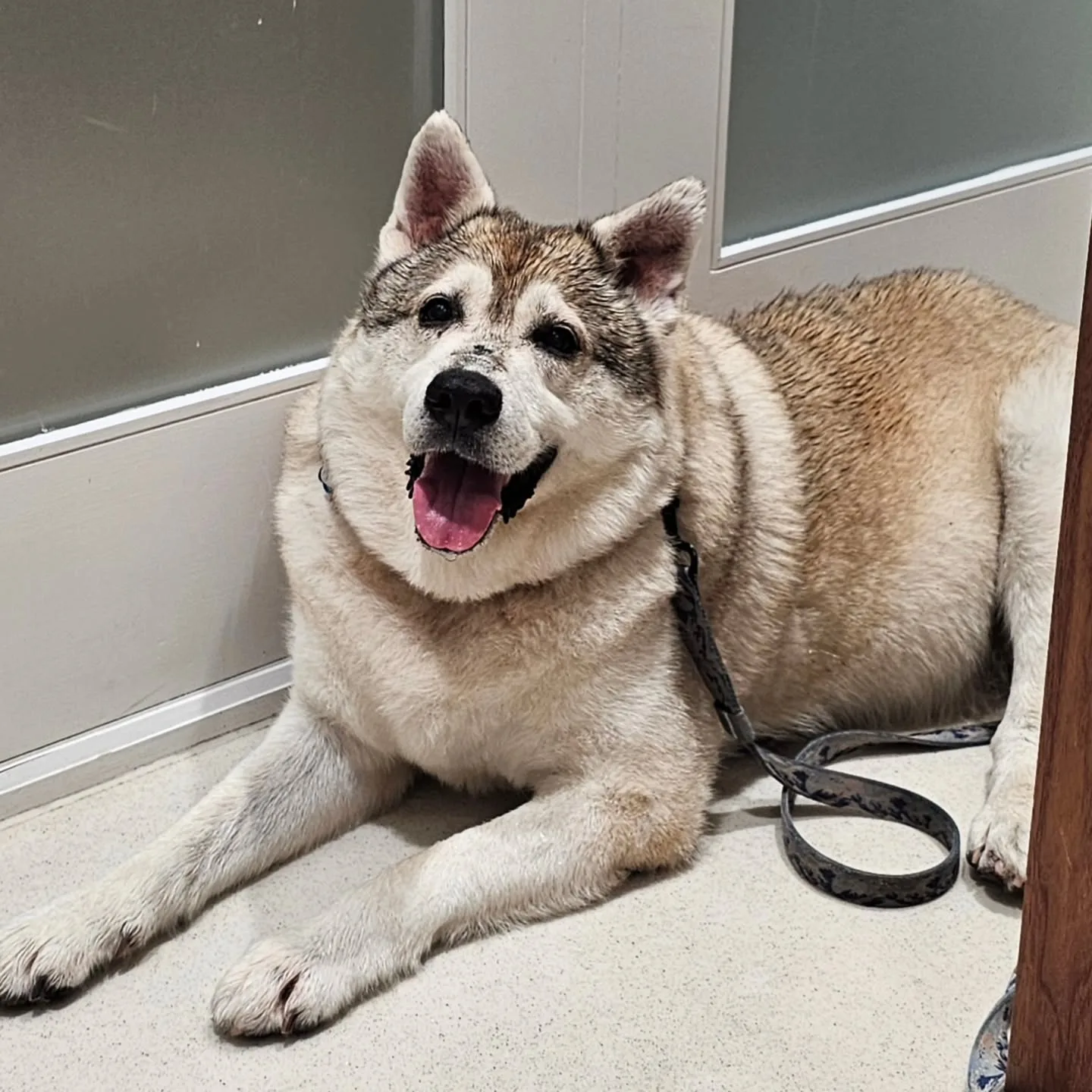 A real scene at Kahu Animal Hospital in Toronto