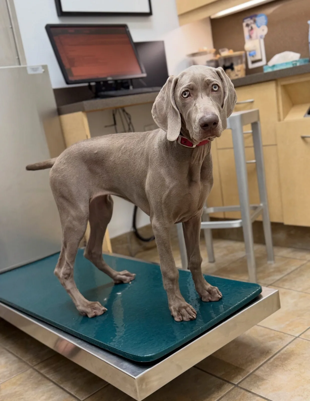 A real scene at The Animal Clinic in Toronto