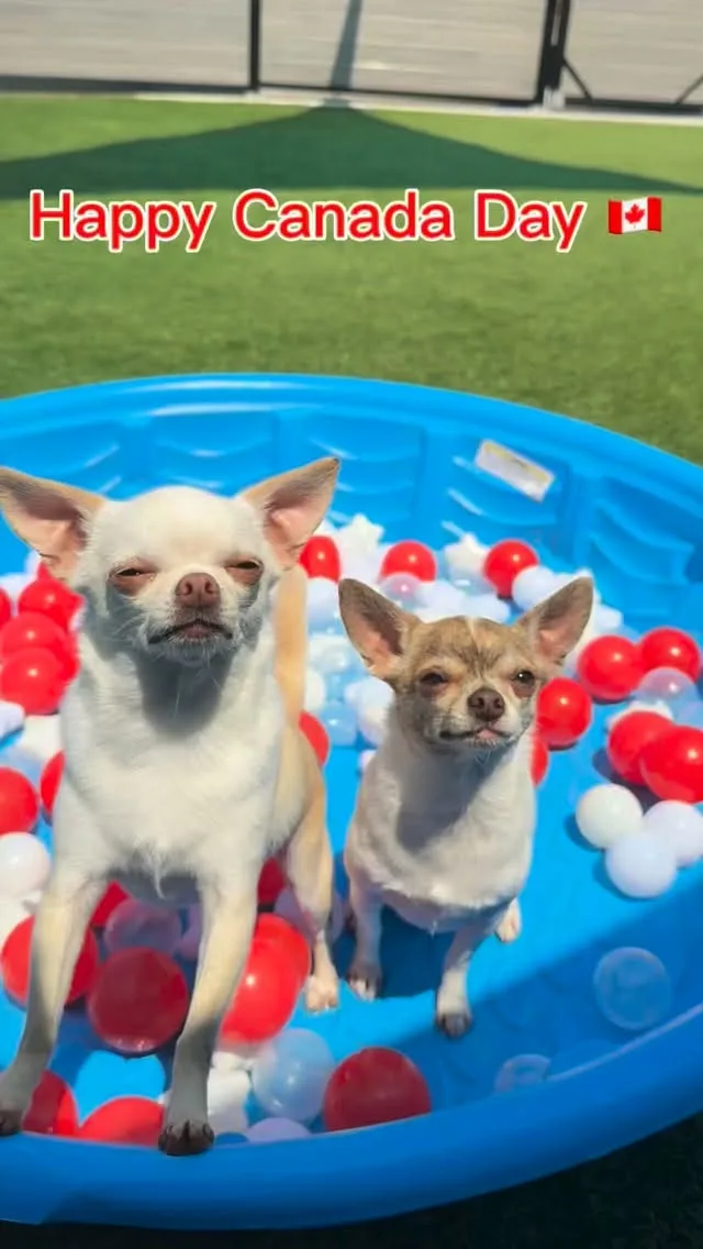 A real scene at Parker Pet Care in Toronto