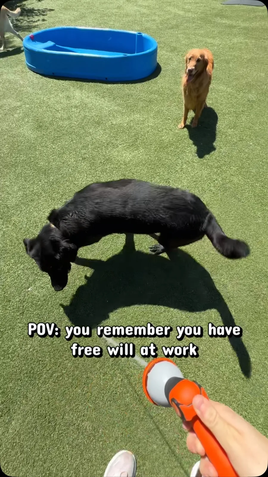 A real scene at Petopia Dog Boarding in Toronto
