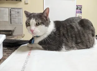 A real scene at Wychwood Park Animal Hospital in Toronto