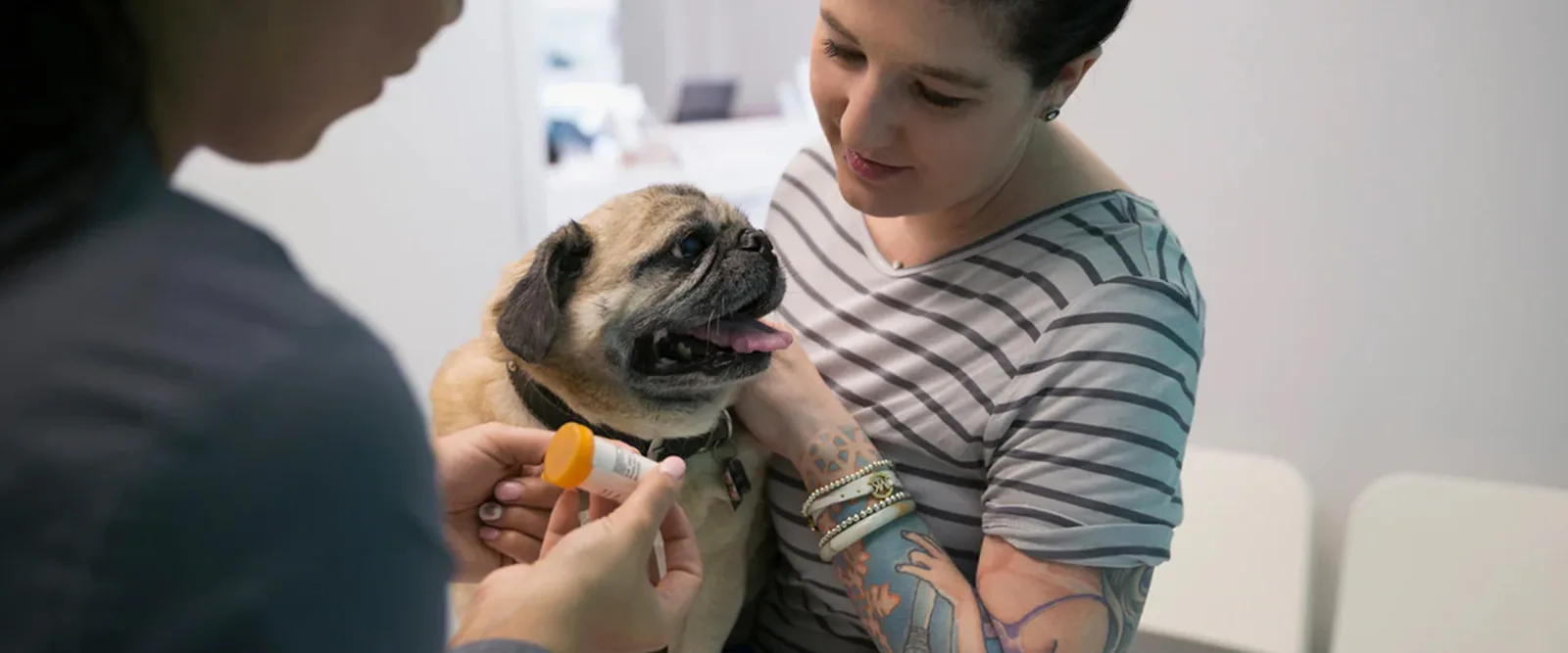 A real scene at Bickford Park Animal Hospital in Toronto