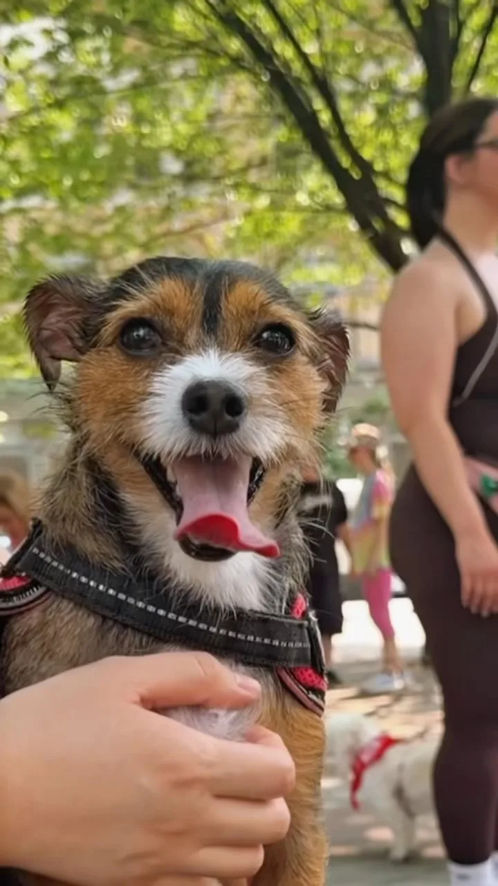 A real scene at Atlas Paws Spadina in Toronto
