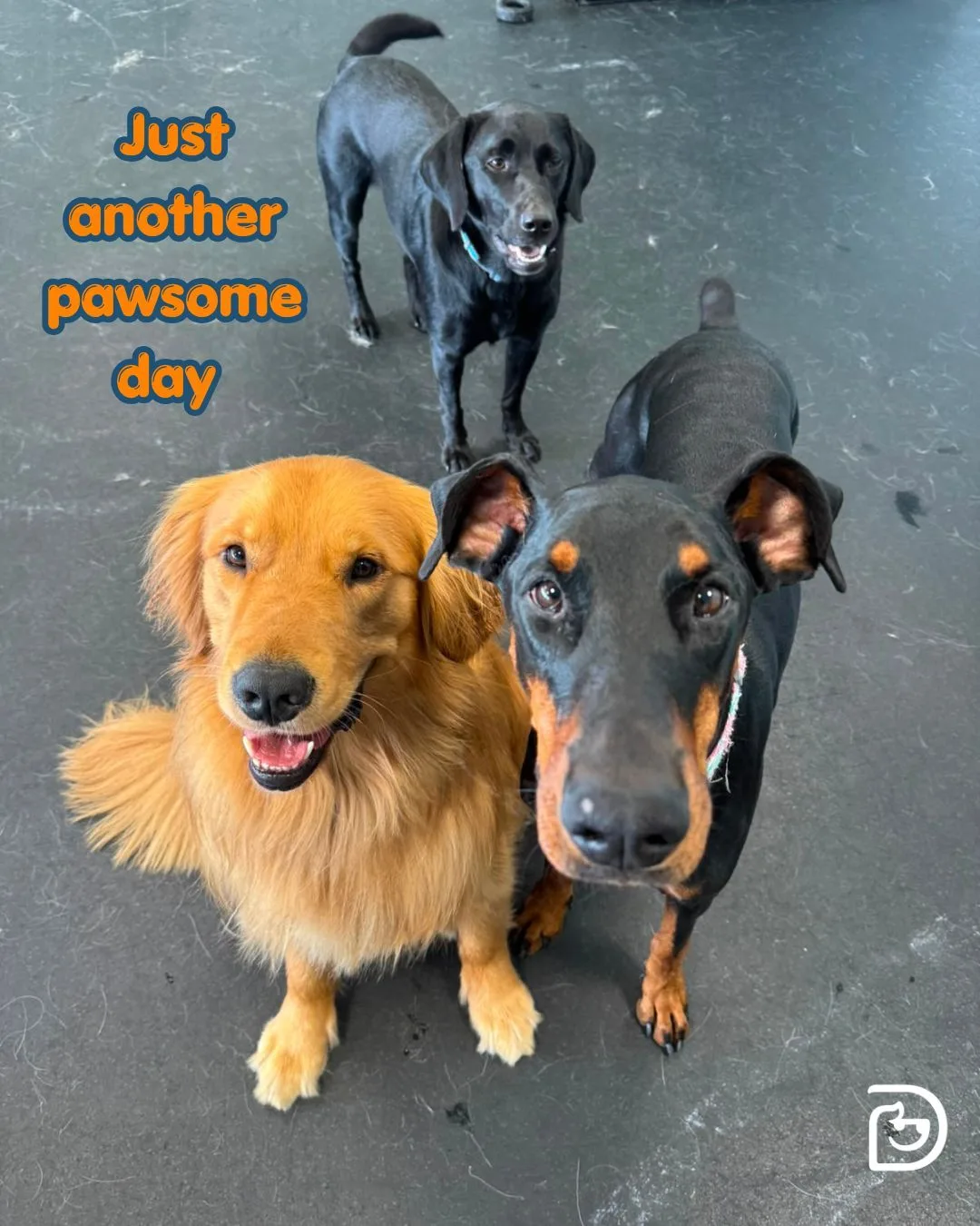 A real scene at Dogtopia Liberty Village in Toronto