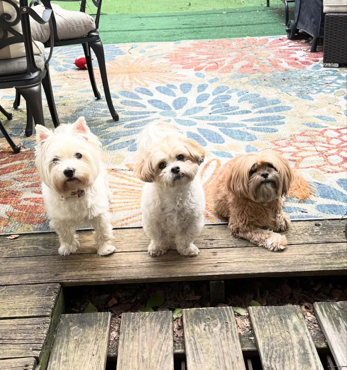 A real scene at Fluffy Paws Pet Care in Toronto