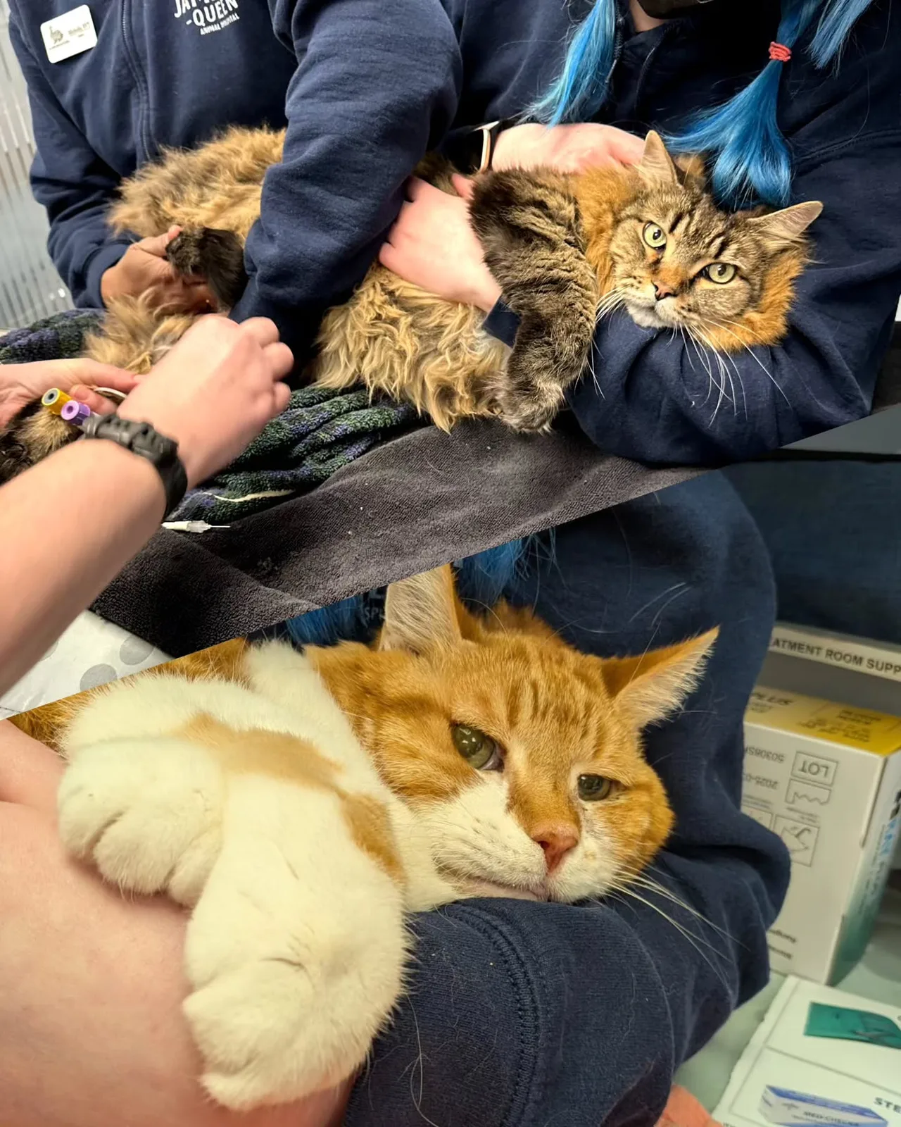 A real scene at Jameson Queen Animal Hospital in Toronto