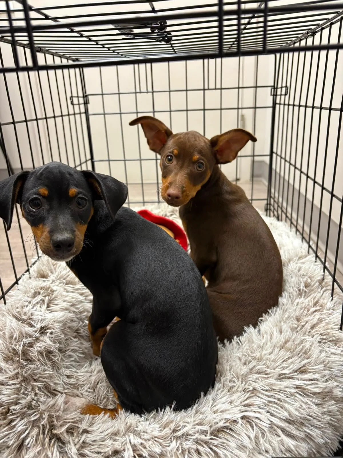 A real scene at Junction Pet Clinic in Toronto