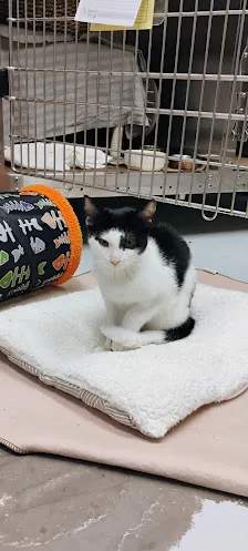 A real scene at Toronto Animal Services North Shelter in Toronto