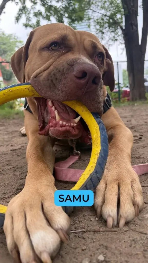 A real scene at Toronto Humane Society in Toronto
