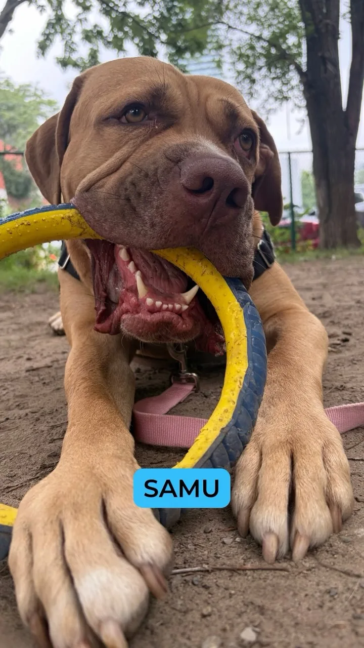 A real scene at Toronto Humane Society in Toronto