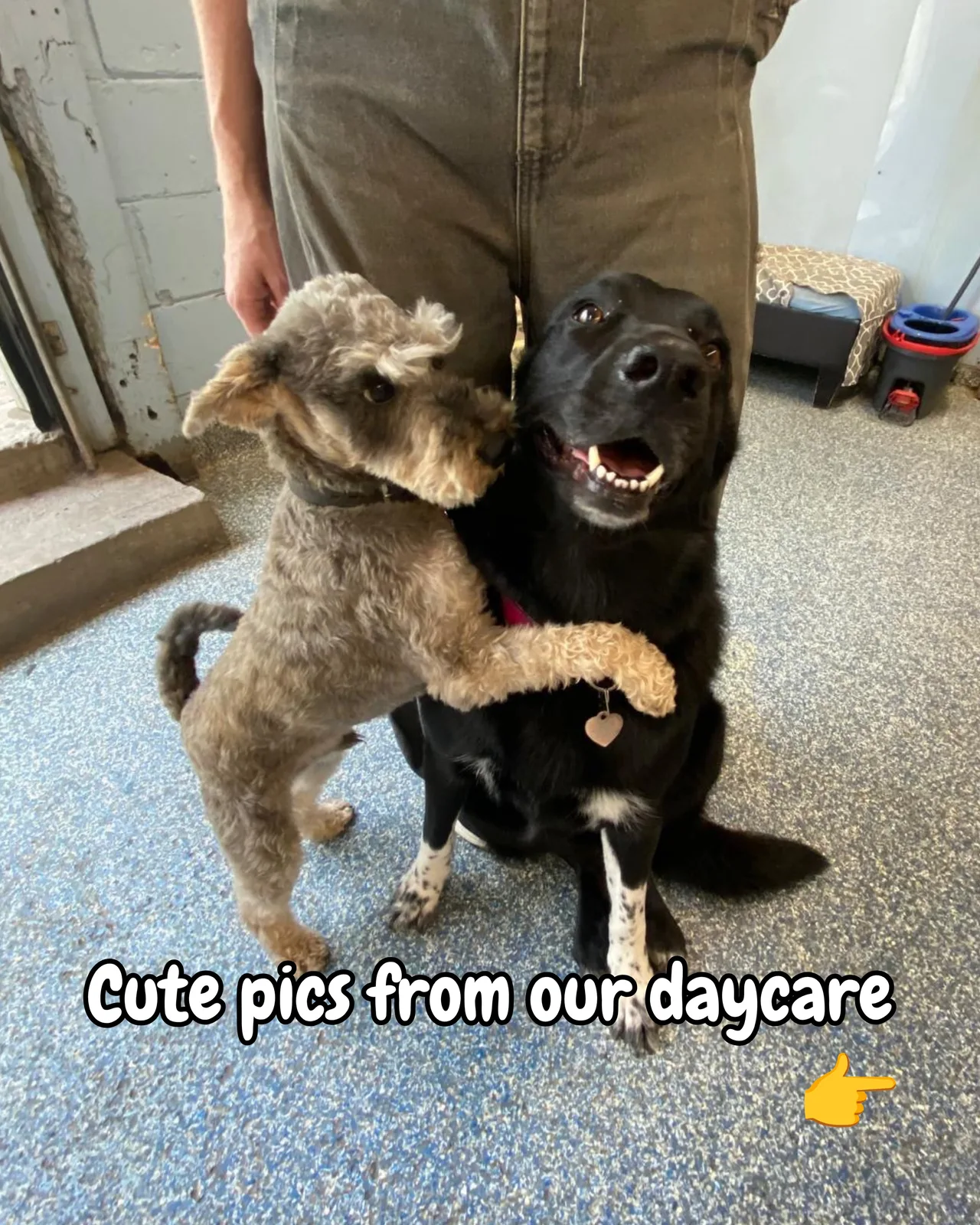 A real scene at Paws Playgrounds in Toronto