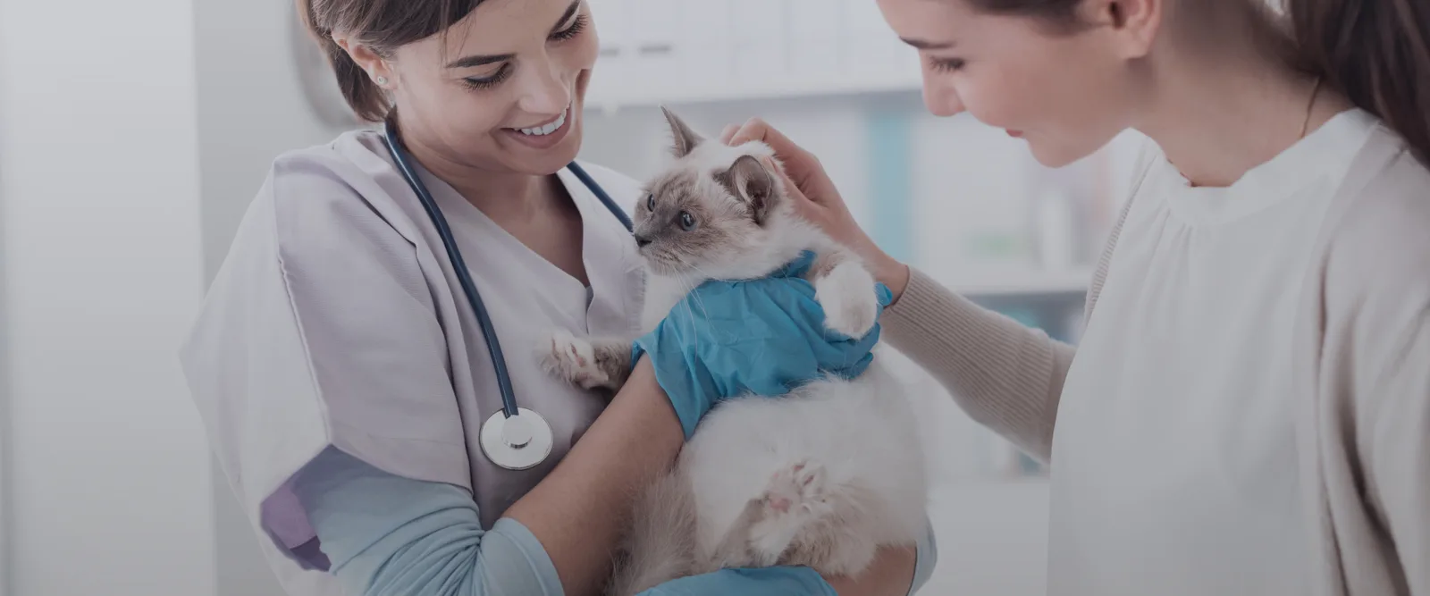 A real scene at Bickford Park Animal Hospital in Toronto