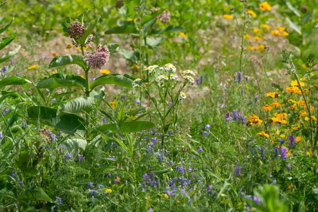 Colourful native wildflowers growing in a Toronto park meadow