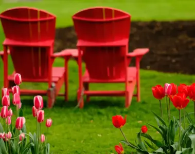 Red chairs and tulips at the Toronto Botanical Garden