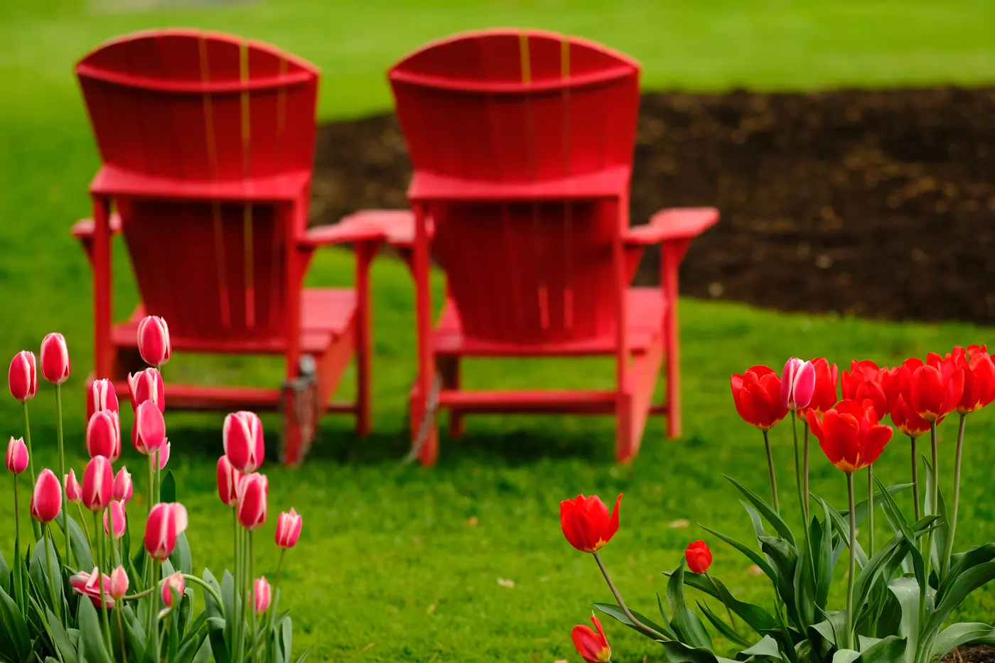 Red chairs and tulips at the Toronto Botanical Garden