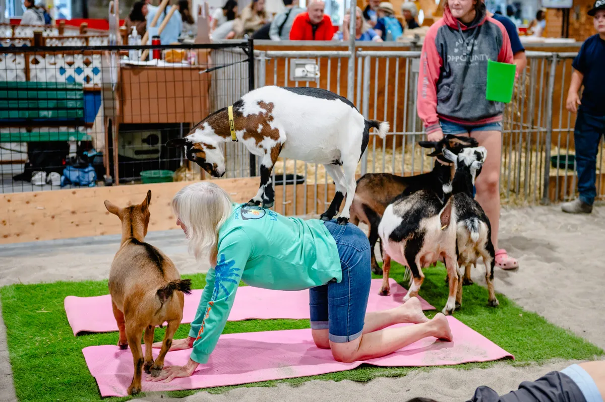 Woman doing yoga beside goats at the CNE Farm