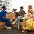 A veterinarian and two women sit with two dogs inside a bright Toronto veterinary clinic