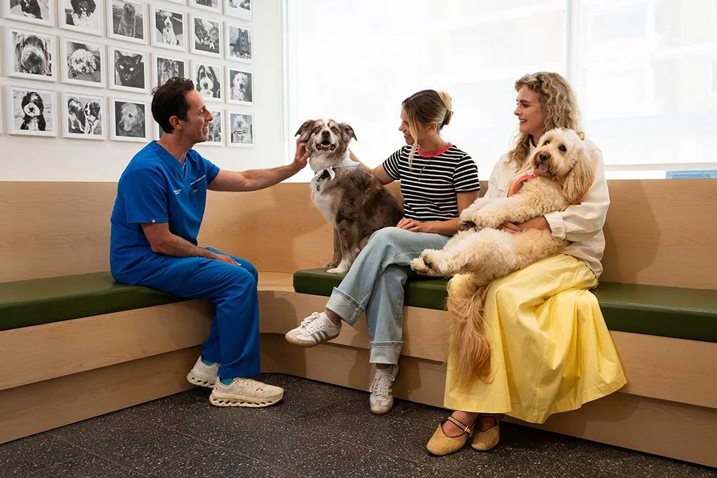 A veterinarian and two women sit with two dogs inside a bright Toronto veterinary clinic