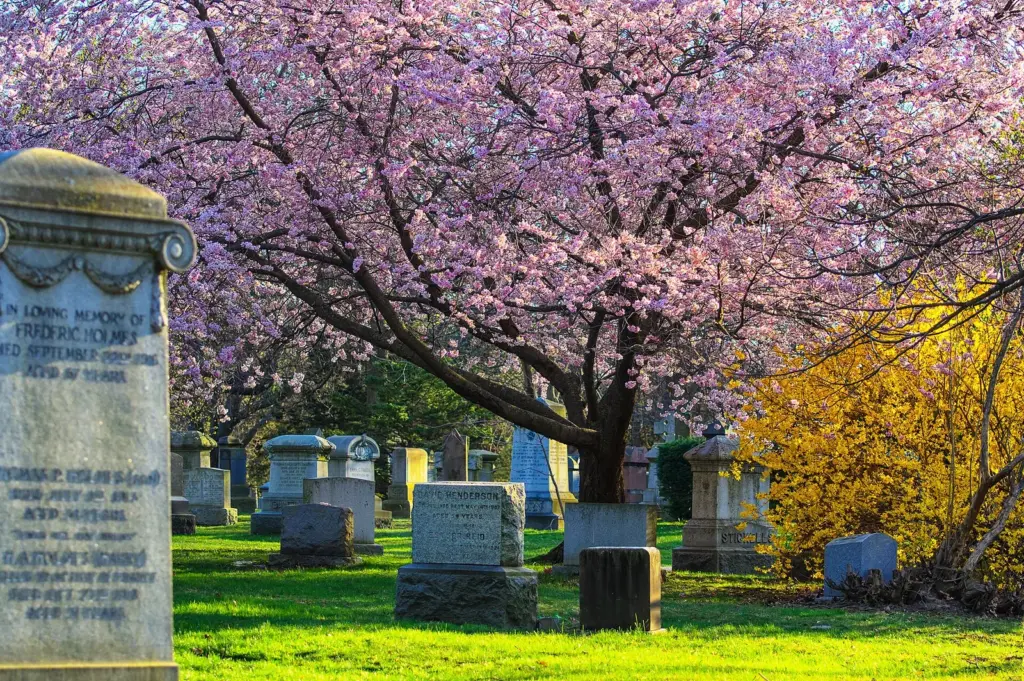 Cherry blossoms and grave markers at Mount Pleasant Cemetery