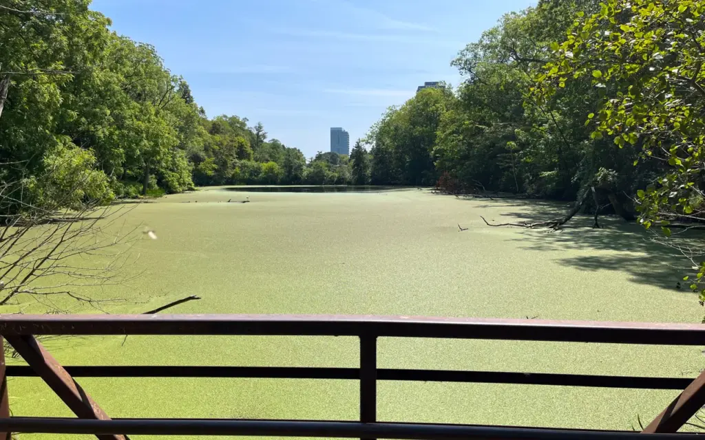 The middle pond and wooded banks at Rennie Park