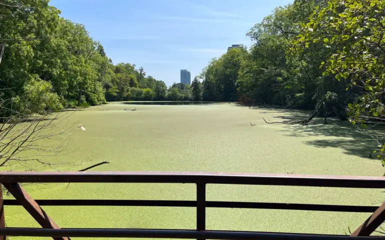 The middle pond and wooded banks at Rennie Park