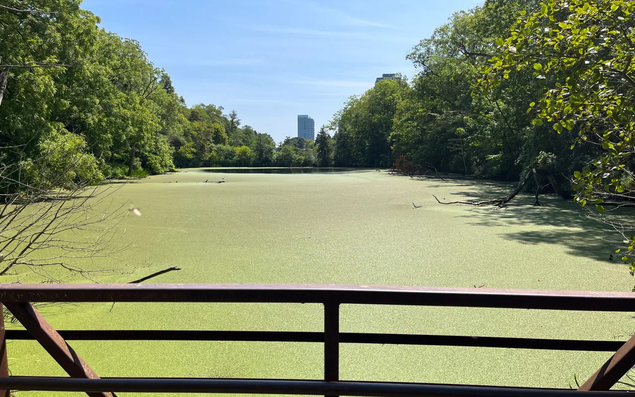 The middle pond and wooded banks at Rennie Park