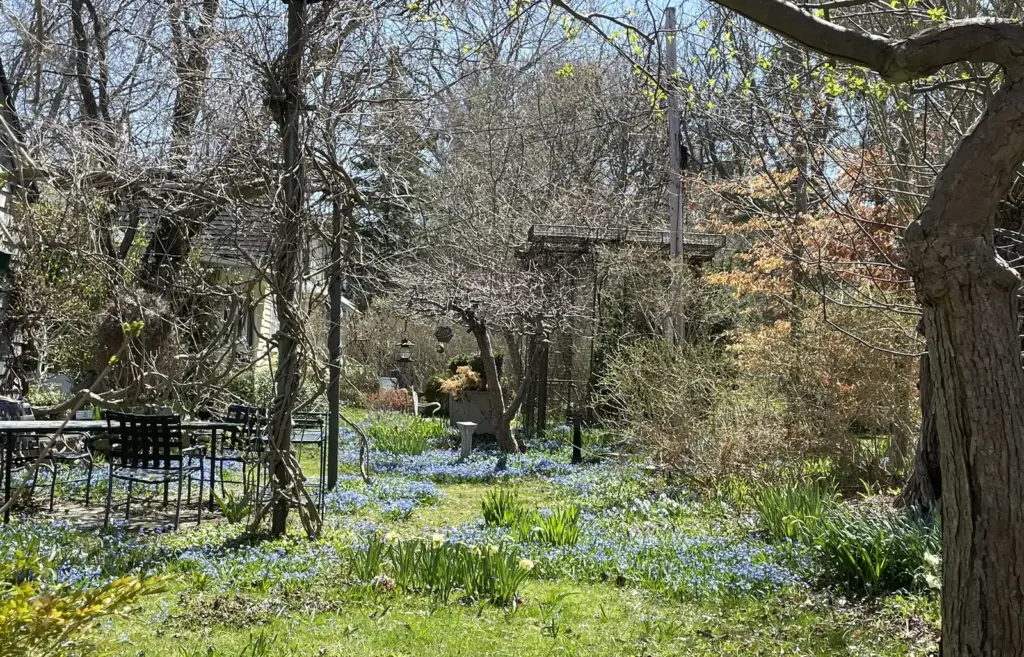 Blue flowers and a shaded path on Ward's Island in spring
