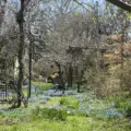 Blue flowers and a shaded path on Ward's Island in spring