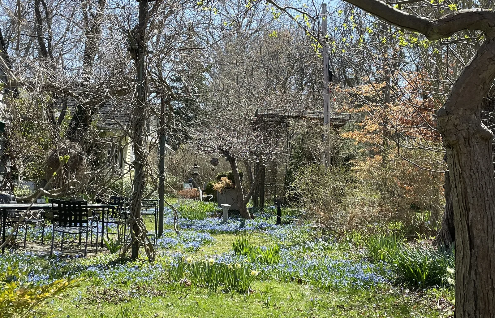 Blue flowers and a shaded path on Ward's Island in spring