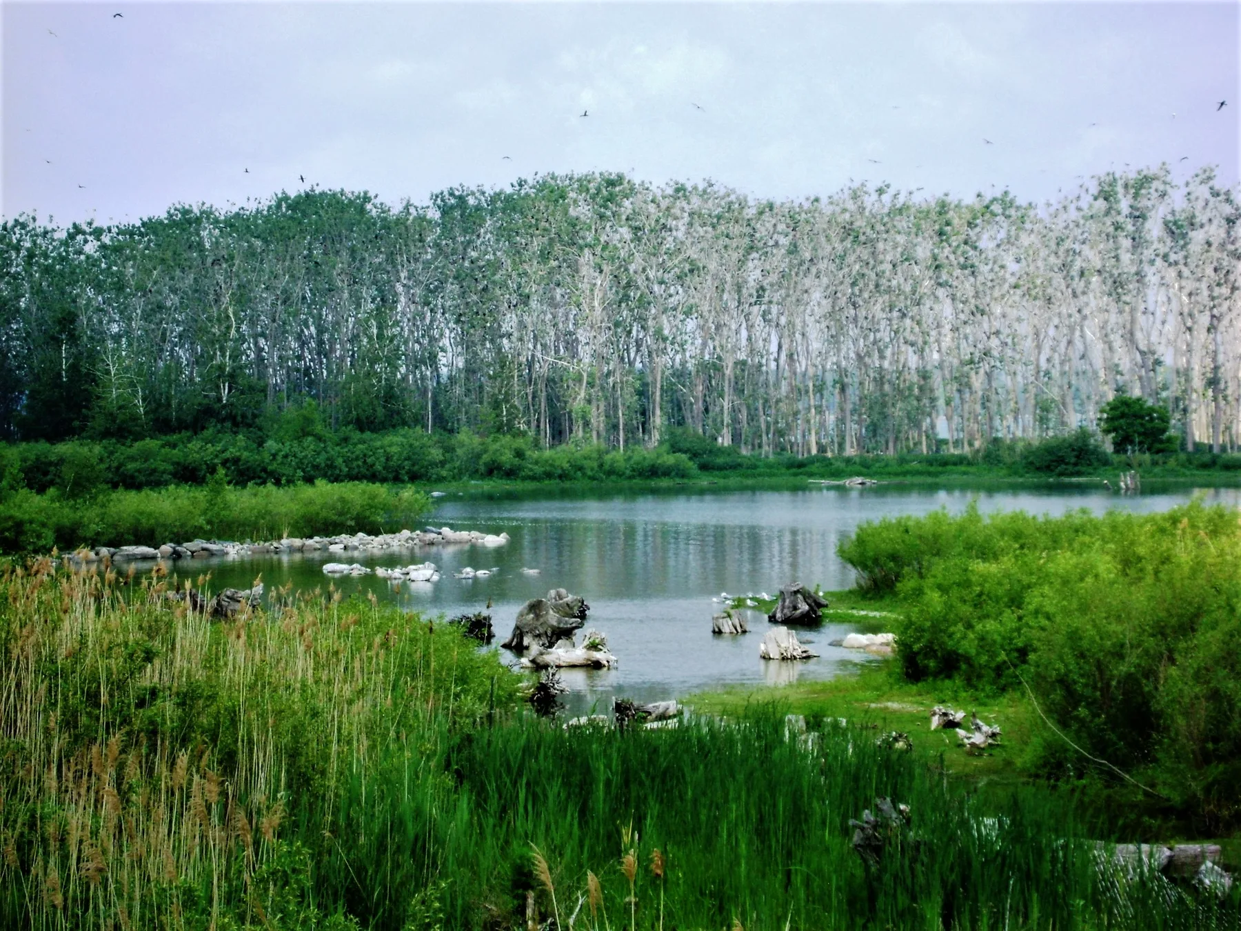 A green wetland and trees in Tommy Thompson Park in Toronto