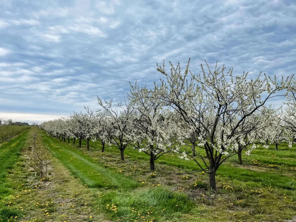 Rows of flowering fruit trees at Luna Farms