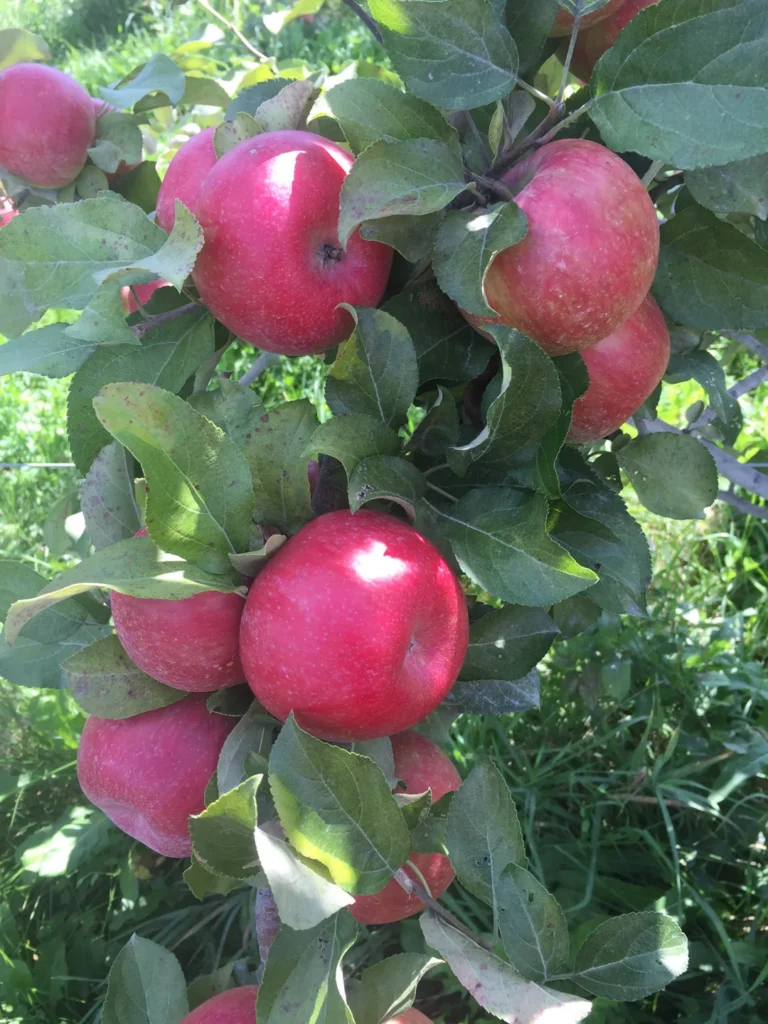 Red apples growing on a tree at Organics Farm
