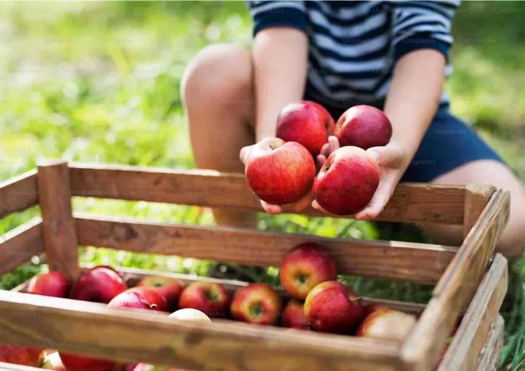 A child holding red apples over a wooden crate