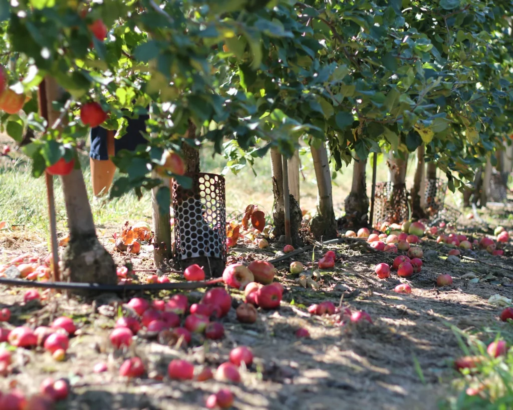 Red apples on low trees at Willowgrove's Stouffville property