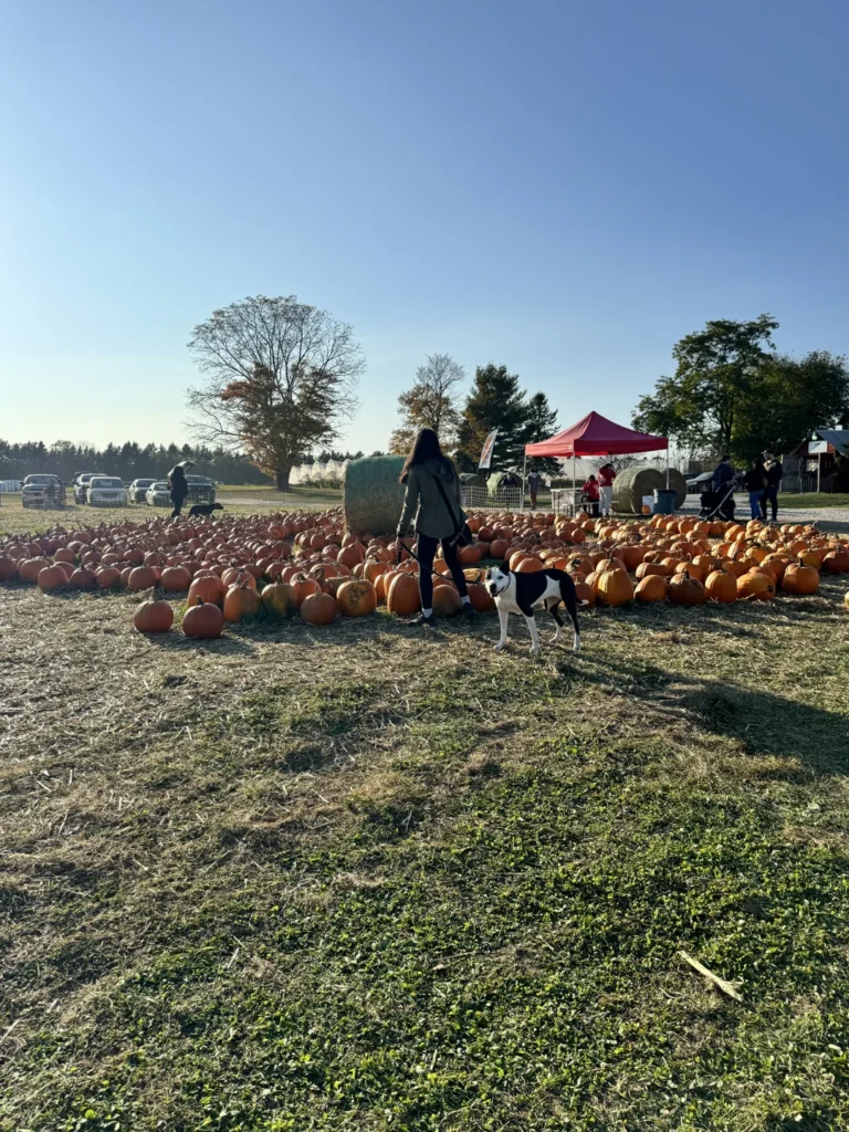 Visitors choosing pumpkins at Cooper’s Farm