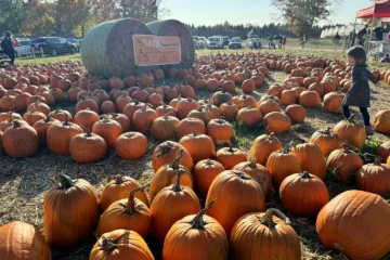 A woman and child among pumpkins at Cooper’s Farm
