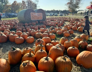 A woman and child among pumpkins at Cooper’s Farm